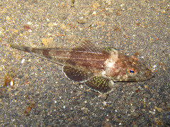 Rogadius welanderi