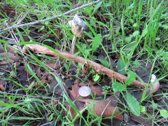 Battarrea phalloides