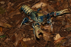 Euastacus sulcatus