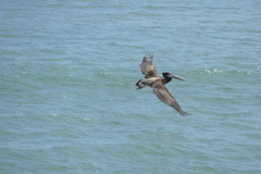 Pelecanus occidentalis
