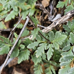 Myriopteris wrightii