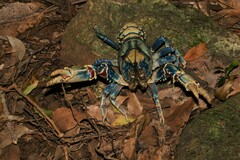 Euastacus sulcatus