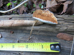 Battarrea phalloides