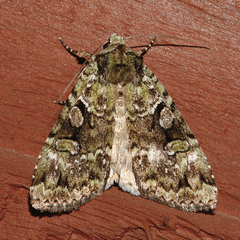 Anaplectoides pressus