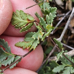 Myriopteris wrightii