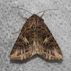 Anarta farnhami