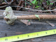 Battarrea phalloides