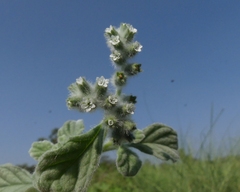 Heliotropium supinum