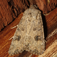 Anarta trifolii