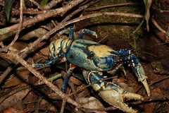 Euastacus sulcatus