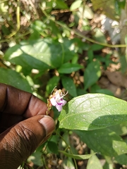 Strobilanthes ciliata
