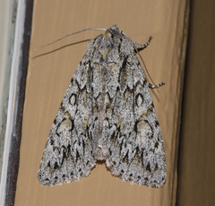 Andropolia aedon