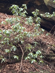 Rhododendron catawbiense