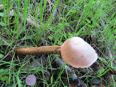 Battarrea phalloides