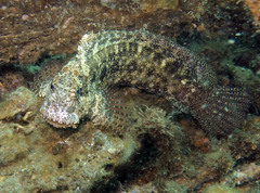 Salarias ceramensis