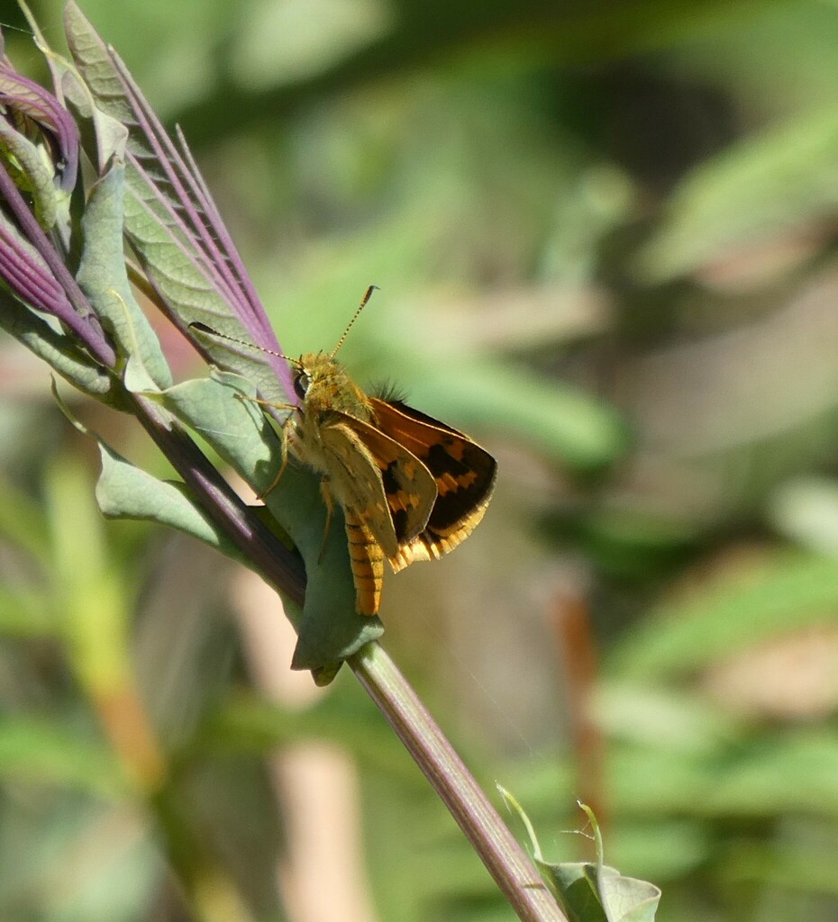 Yellowbanded Dart from Colchester Park Somerville on February 19, 2023 at 0439 PM by Graeme