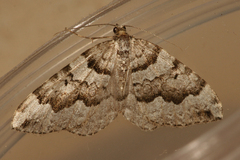 Antepirrhoe fasciata