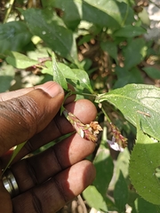 Strobilanthes ciliata