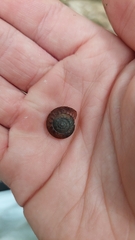 Thalassohelix igniflua