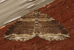 Anticlea multiferata