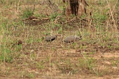 Pterocles gutturalis