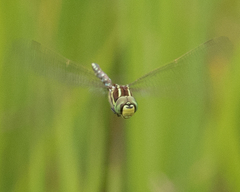 Zosteraeschna minuscula
