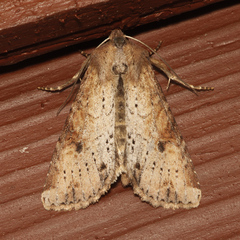 Apamea alia