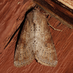 Apamea alia