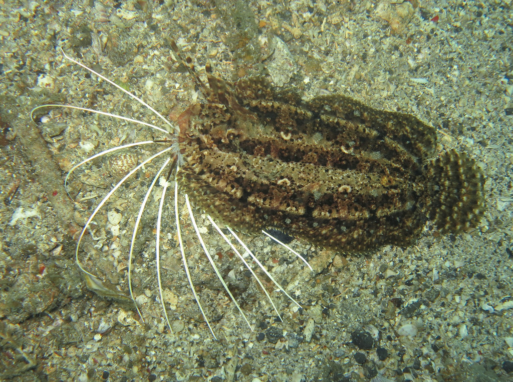 Cockatoo Righteye Flounder