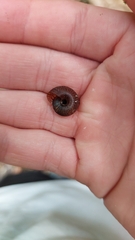 Thalassohelix igniflua