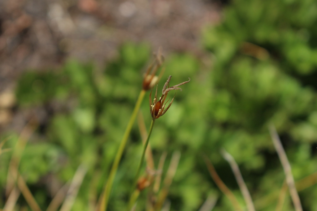 Marsippospermum reichei