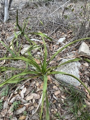 Yucca rupicola