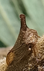 Aconophora compressa