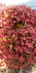 Nandina domestica