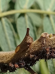 Aconophora compressa