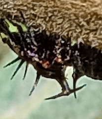 Aconophora compressa