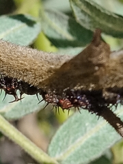 Aconophora compressa