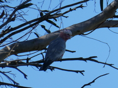 Eolophus roseicapilla albiceps