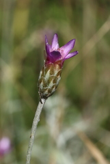 Xeranthemum cylindraceum