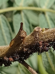 Aconophora compressa