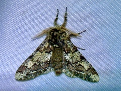 Biston strataria