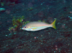 Scolopsis affinis