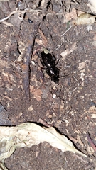 Oregus aereus