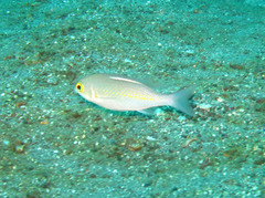 Scolopsis ciliata