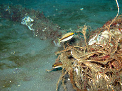 Scolopsis margaritifera