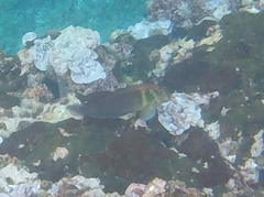 Ophioblennius steindachneri