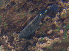 Cirrhitus rivulatus
