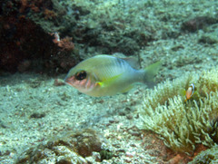 Scolopsis margaritifera