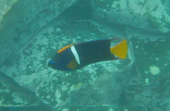 Holacanthus passer