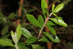 Leionema elatius beckleri